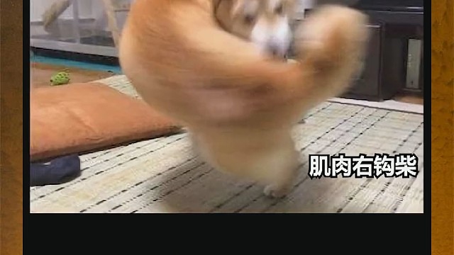 真有人把鬼畜动物做成游戏？