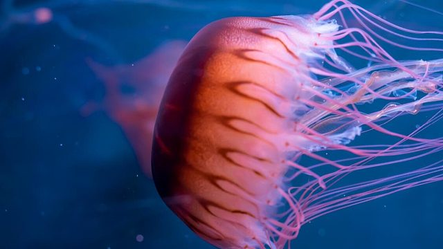 长沙海底世界|水母，海洋舞者