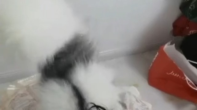 什么可爱的小尾巴！