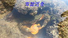 阿平赶海遇到一只正在捕捉扇贝的青蟹，抓出来才发现原来好大个头