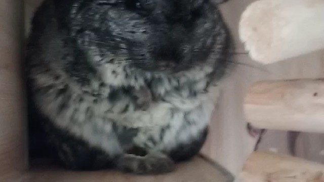 小龙猫也有痒痒肉啊