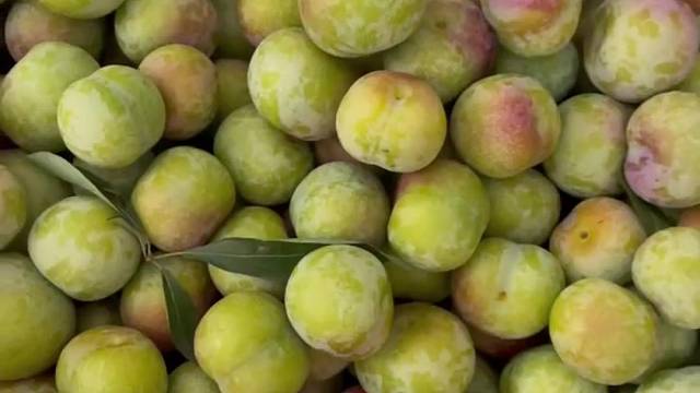 脆红脱核李子家乡的味道