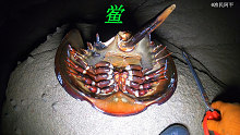 阿平赶海遇到了一只被搁浅的鲎，还遇到了动作缓慢的蜘蛛蟹