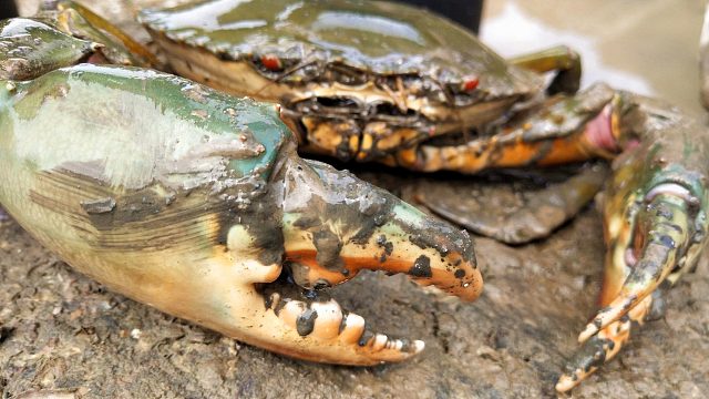 100斤石头挡住大青蟹，一小时终于抓住它，罕见螃蟹竟然会喷水