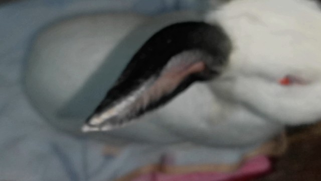 兔兔的日常生活