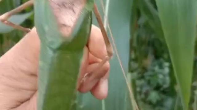 感觉自己抓住了夏天