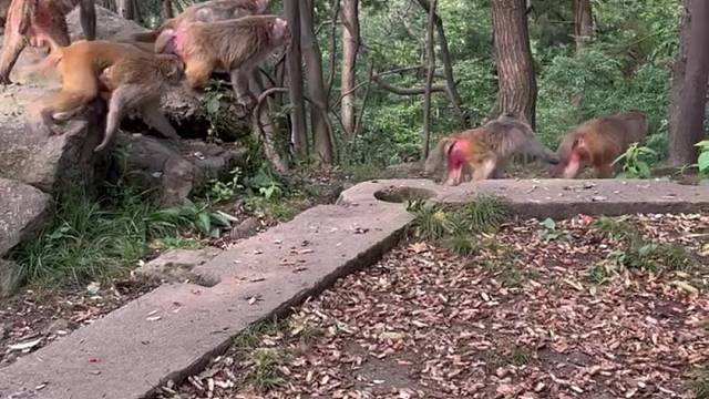 看懂的，欢迎留言，上集