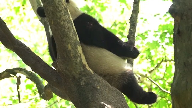 史上最难收猫行动