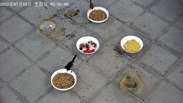 早起育雏的小麻雀和鹊鸮~