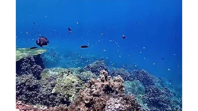 潜心入海，童话世界