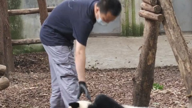 不想回家的熊猫宝宝们