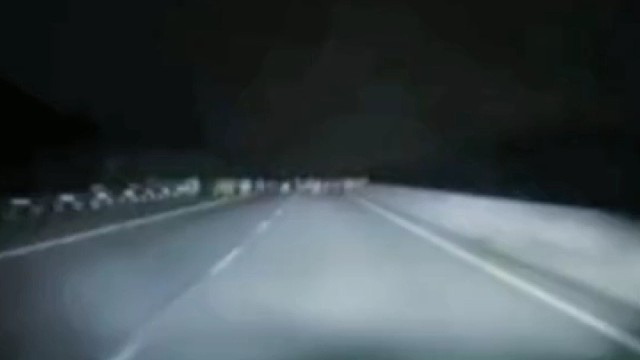 谁家的牛上高速的。