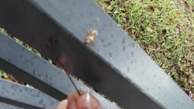 这种长相这辈子可能只有一次机会见过。