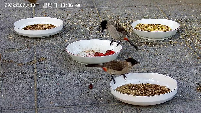 颜值在线的白喉红臀鹎~