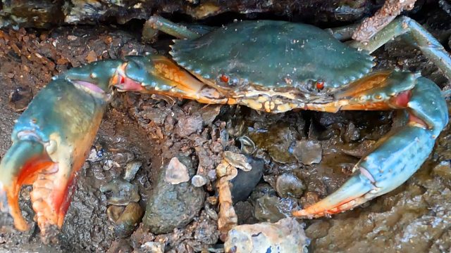 38度高温赶海，大螃蟹都躲洞里纳凉，一只蟹钳手腕粗