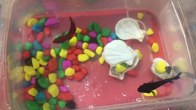 刚买了两条鱼没过一天尾巴被咬掉了，也不吃东西