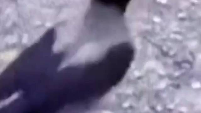 苟且偷生是这么来的吗