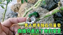 男人把手放在鸟巢旁，向蜂鸟表达了他的爱意，大自然中唯美的一幕