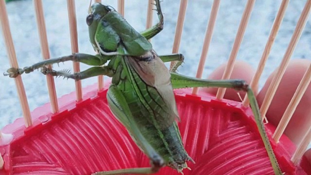 野生8只山蝈蝈！