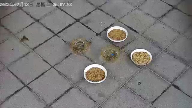 成双成对的白喉红臀鹎~