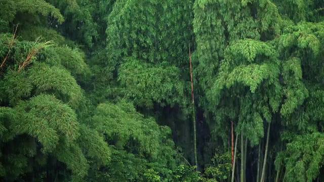 我想借一缕春风给你，让你扶摇直上。