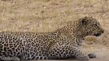 花豹完美狩猎#动物世界 #野生动物零距离 #神奇动物在抖音 