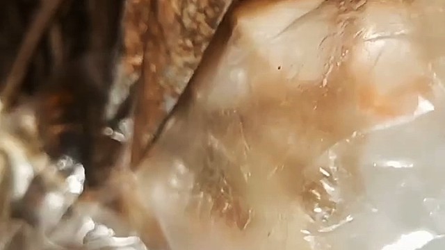 活捉了一只马蜂