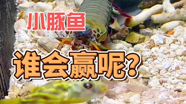 小黄胖子的躲闪能力很不错呀