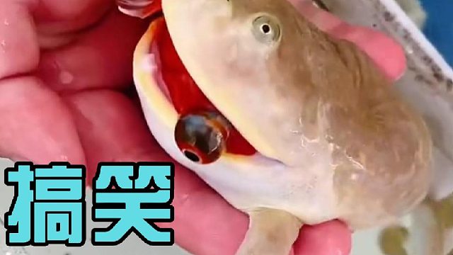 哭！尼基蛙你松口那是你的伴侣！