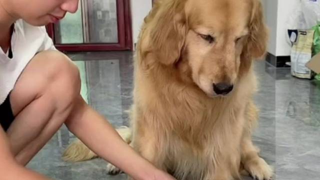 90斤的狗子，起码有一百个心眼