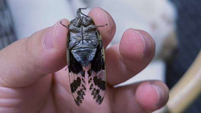 捉住了蝉，是不是就捉住了夏天？
我把它扔了，这酷热的天气能不能好？