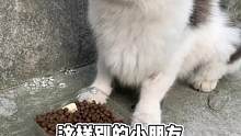 貓德學(xué)院畢業(yè)生找領(lǐng)養(yǎng)啦，可擼可抱可親親。希望小貓咪能遇到真心喜歡它的人，帶它回家#領(lǐng)養(yǎng)代替購(gòu)買 #流