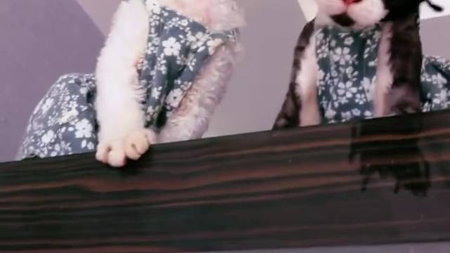 #好不好看你们说了算#可爱到爆炸