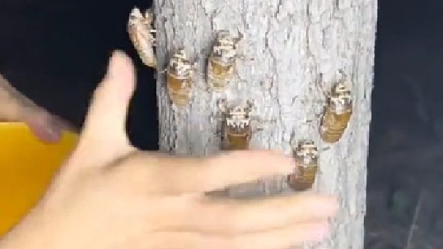 你把人家九族都抓了啊