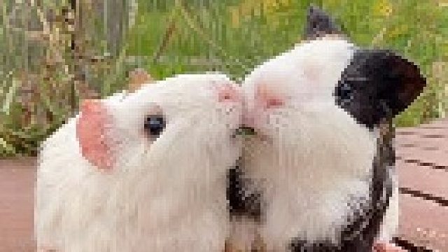 这也太恩爱了吧！