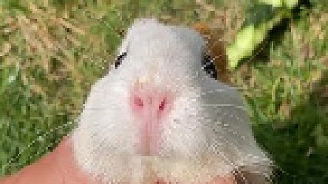 这也太可爱了！