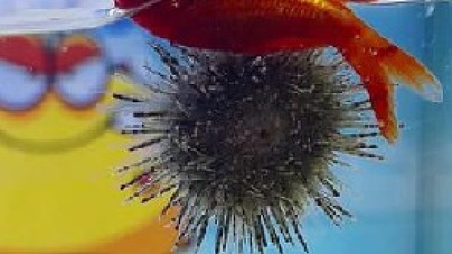 马粪海胆了解一下哈哈哈