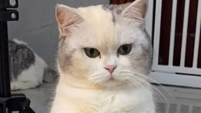 可恶，这也太会了！修猫：“就让我亲一口好不好嘛～”