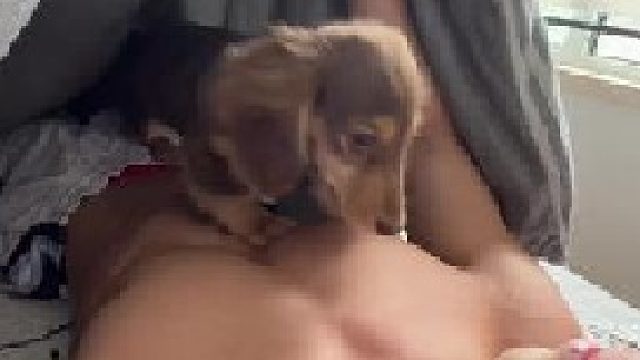 当每天早晨应对三只狗时