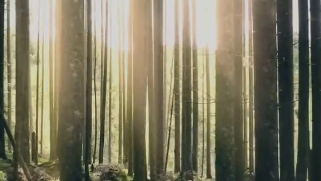 无忌还记得你娘说的话吗