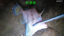 阿平赶海抓了一条漂亮的长寿鱼，头顶上还带着一根避雷针
