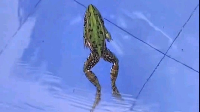 各位想学青蛙游泳的看过来，学会了可以去海边