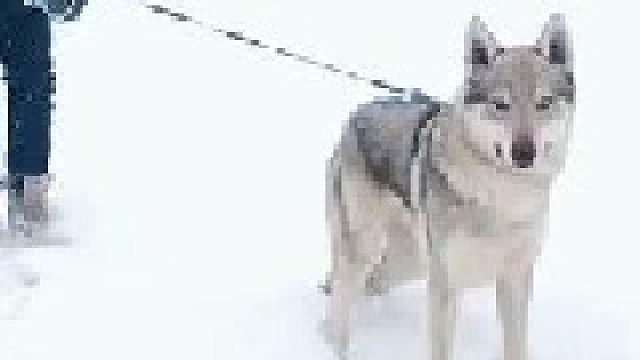 这货不是哈士奇，虽然也是遇雪比较兴奋而已哈！