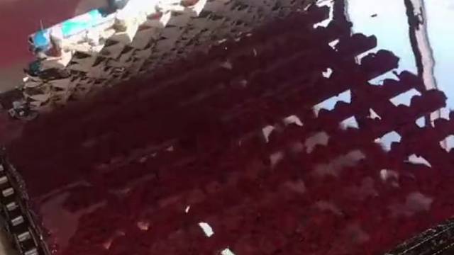 请求大家不要购买染色小乌龟