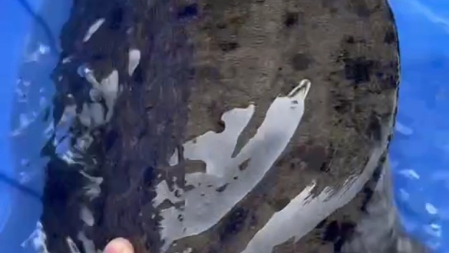 我来自湖南常德汉寿生态甲鱼。