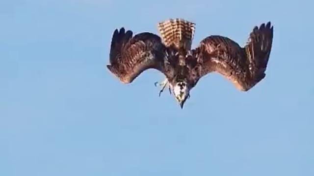 三太子被金翅大鹏抓走了