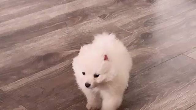 分享一波我的狗狗