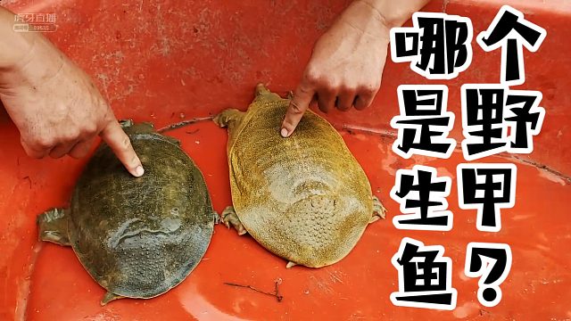 【微山湖】安能辨我是....那个是野生的！？