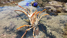 阿平赶海在一个大水坑旁抓获一只龙虾，之后还抓了海胆和鲍鱼