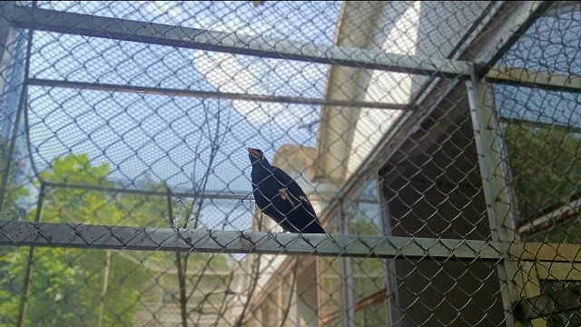 随便放一个视频，有点吵咳(●°u°●)​ 」怕吵勿入或者自行调小音量